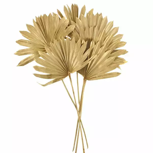 Dunelm Dried Gold Sun Spear Bundle 3 Dunelm Dried Gold Sun Spear Bundle - Image 3