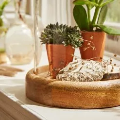 Natural History Museum Mango Wood Cloche -VibeAura Shop 30756334 alt03